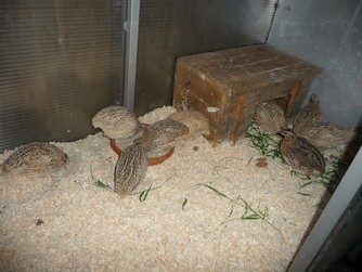 Bild "Selbstversorgung:P1040523.jpg"