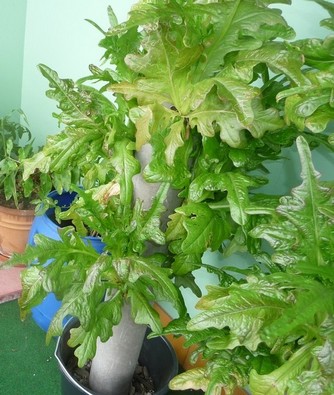 Bild "Selbstversorgung:Salatbaum.jpg"