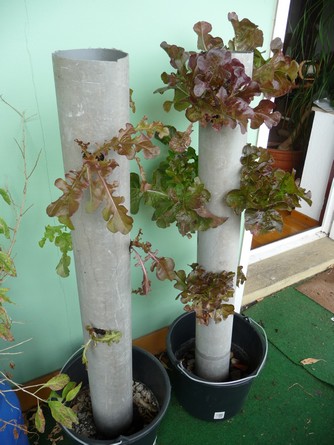 Bild "Selbstversorgung:Salatbaum1.jpg"