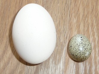 Bild "Selbstversorgung:Wachtelei.jpg"