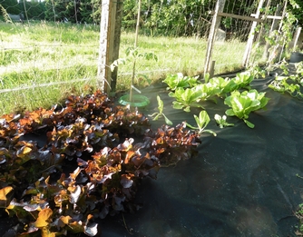 Bild "bilder-garten:Salatauffolie.jpg"