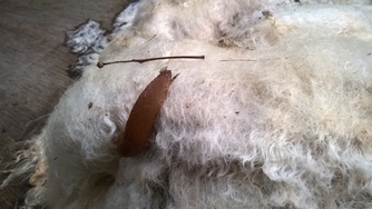 Bild "bilder-garten:schneckeaufwolle.jpg"