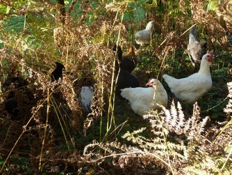 Bild "bilder-gefluegel:Huehnerimgarten.jpg"