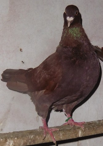 Bild "bilder-gefluegel:Taeubernachzuchtrot2.jpg"