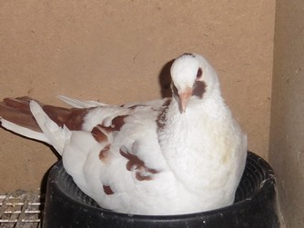 Bild "bilder-gefluegel:Taeubinrotschecke.jpg"