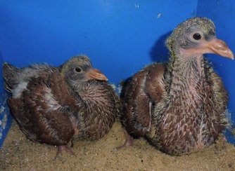 Bild "bilder-gefluegel:Taubennachwuchs.jpg"