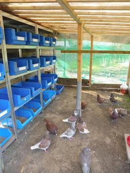 Bild "bilder-gefluegel:Voliere_neu_2.jpg"