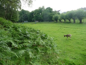 Bild "bilder-grundstueck:Grundstueck4.jpg"