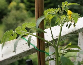 Bild "bilder-tomaten:Geiztrieb.jpg"