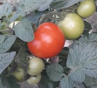 Bild "bilder-tomaten:Hoffmanns_Rentita.jpg"