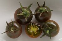 Bild "bilder-tomaten:Morgan_Love.jpg"