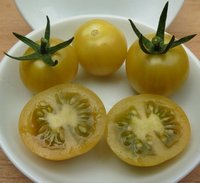Bild "bilder-tomaten:New_Sun.jpg"