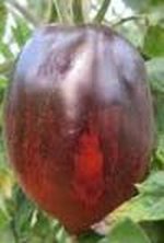 Bild "bilder-tomaten:Purple_dragon.jpg"