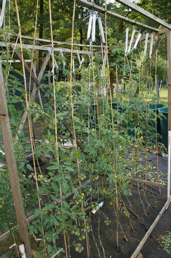 Bild "bilder-tomaten:Tomatenhaken1.jpg"