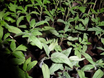Bild "bilder-tomaten:Tomatensetzlinge.jpg"